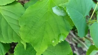 Thick dick outdoor cumshot and close up looking on cum Idmir Sugary
