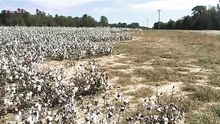 colby does alabama