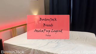 BostonJock Breeds AcelaPupLegend Again BOSTONJOCK