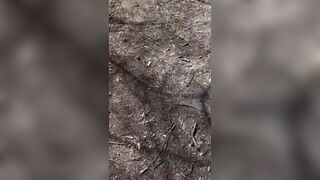 Teen in the woods tasting my big dick and load Kadu10 - Amateur Gay Porno 2